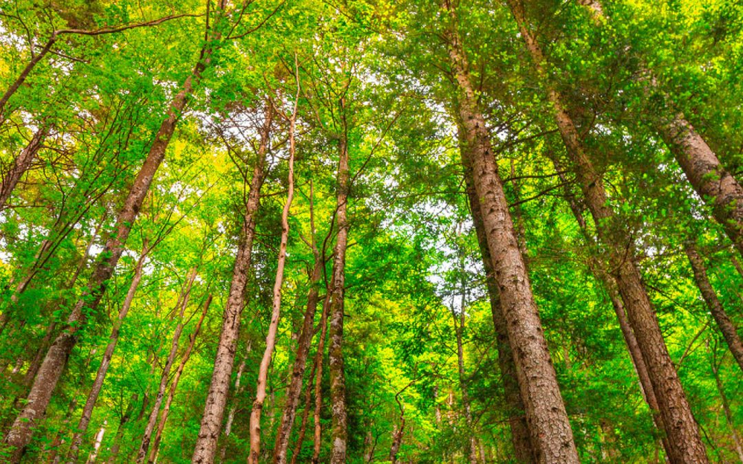 Une imprimerie soucieuse de l’environnement